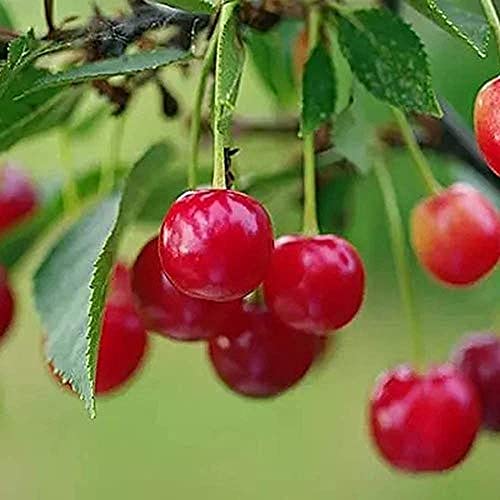 20 Pezzi Borsa Cherry Semi Di Frutta In Vaso Dolce Ciliegio Verticale Semi Di Albero Nano Autofertile Vaso Giardino Di Casa