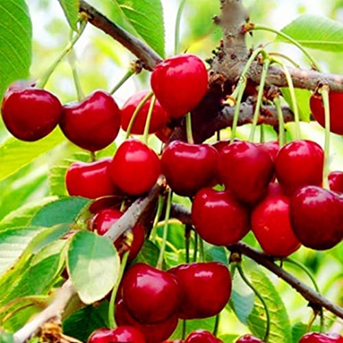 20 pz kit per la coltivazione di semi di ciliegio, pacchetto di piante di frutta non OGM per l azienda agricola all aperto del giardino Semi di ciliegio 20 pz