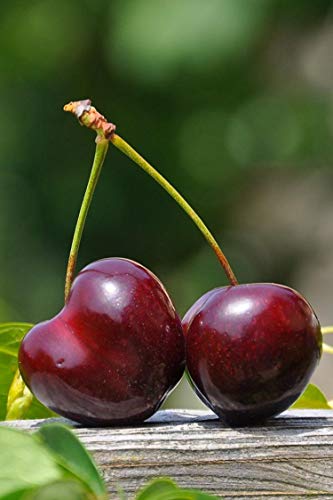 pianta di Ciliegio albero di ciliegia varietà Bigarreau Burlat in vaso Età 2 anni pianta vera di ciliegio venduta da eGarden.store