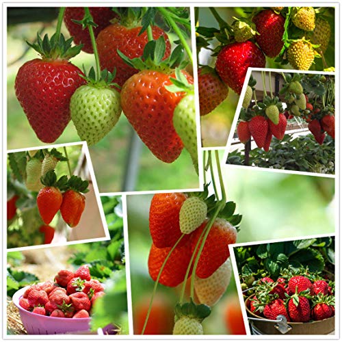 Red Strawberry Climbing Strawberry Fruit Plant Seeds Giardino domestico Nuovo 300 pezzi