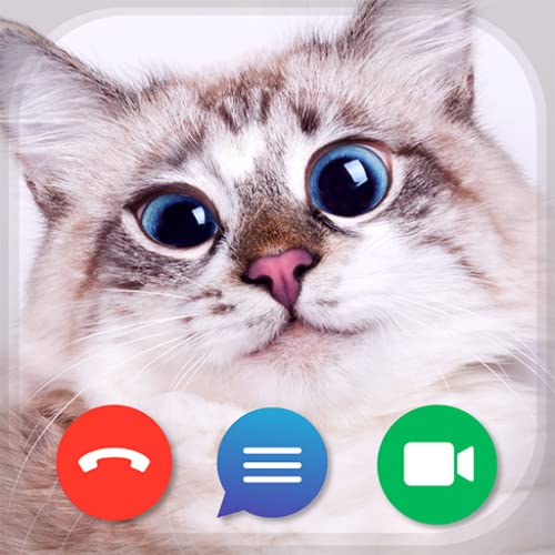 Cat s video calls and chat