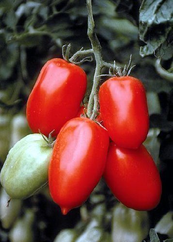 Tropica pomodori San Marzano (Lycopersicon esculentum) - 10 semi