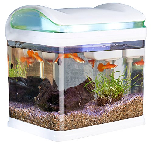 Sweetypet Acquario: Serbatoio per Il Trasporto dei Pesci con Filtro, Illuminazione a LED e USB, 3,3 Litri (Mini Acquario)