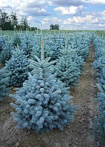 Abete blu pino argentato Picea pungens Super Blue Seedling  pianta in vaso ø11 cm