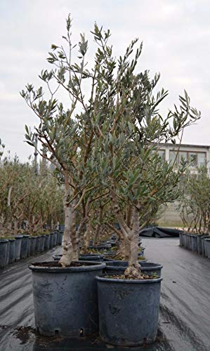 Bellissimi alberi di ulivo olivo di 7 anni resistenti al freddo h. ...