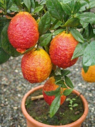 Limone rosso Citrus limonimedica pigmentata  pianta di agrumi di Sicilia in vaso ø22 cm