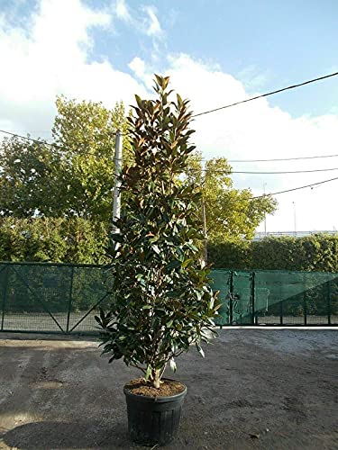 Magnolia grandiflora gallisoniensis Little Gem  pianta in vaso ø28...