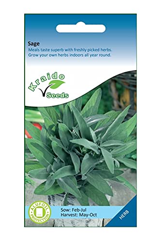 Kraido Semi di Erbe Aromatiche Salvia 200 semi (Salvia Officinalis), coltiva il tuo giardino di erbe aromatiche all interno su un davanzale o all aperto in vasi e contenitori