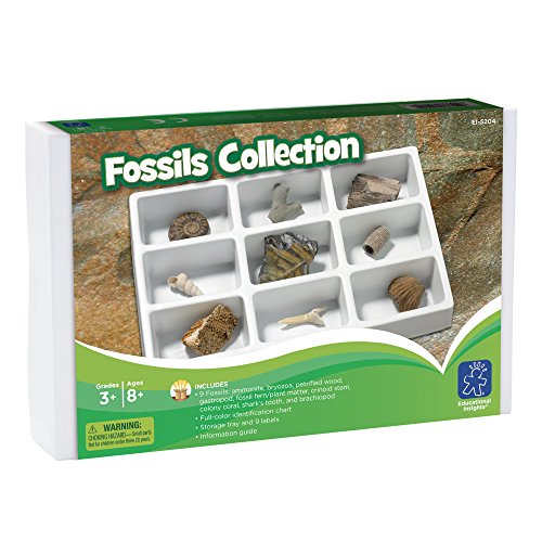 Learning Resources- Collezione di fossili, Colore, 5204