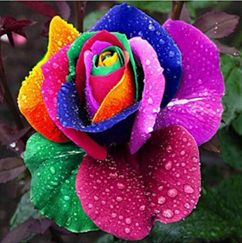 Oce180anYLVUK Semi di rosa arcobaleno, 100 pezzi borsa Semi di rosa arcobaleno Non-OGM Aromatico Annuale Piantine di fiori da giardinaggio per la casa per balcone rose seed