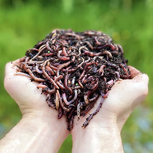 Lombrichi da 500g (circa 1,000 pz.) | Vermi vivi da terra Eisenia, crea un compost con i tuoi rifiuti organici - Per vermicompostaggio   composter   giardino