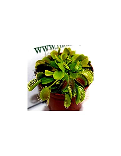 Pianta Carnivora Dionaea...