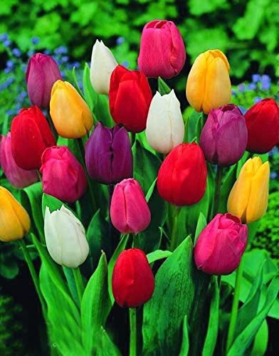 30 X Tulipani Misti - Bulbi Di Alta Qualità (30)...