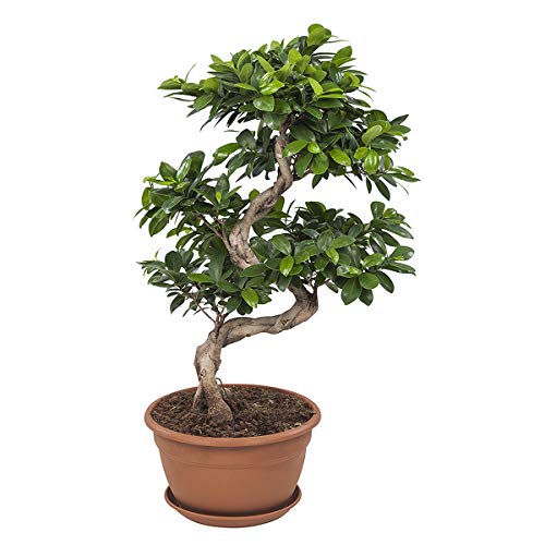 Bonsai da Botanicly – Bonsai di fico – Altezza: 70 cm – Ficus...