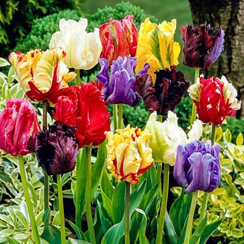 Bulbi da Fiore (10 X Tulipani PAPPAGALLO in miscuglio - PARROT MIX)...