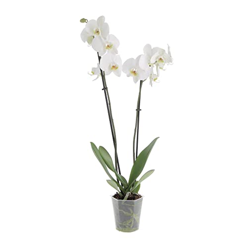 KENTIS - Orchidea Phalaenopsis Bianca - Piante Vere da Interno Fior...