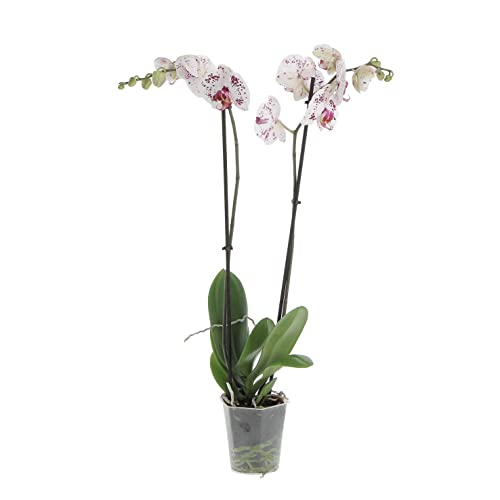 KENTIS - Orchidea Phalaenopsis Bicolore - Piante da Interno Vere Fi...