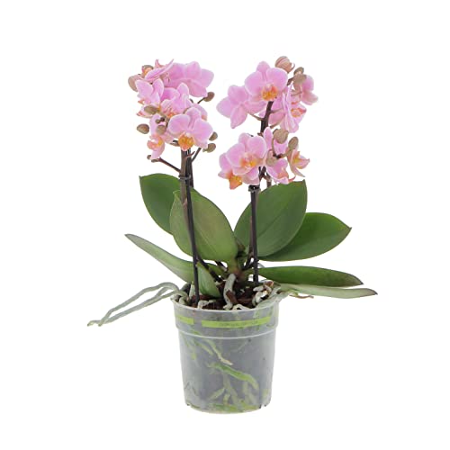 KENTIS - Orchidea Vera Pianta Rara - Phalaenopsis Boquetto Rosa - P...
