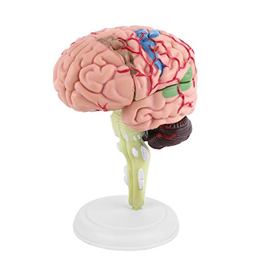 Modello anatomico di cervello, 1pc modello anatomico di cervello um...