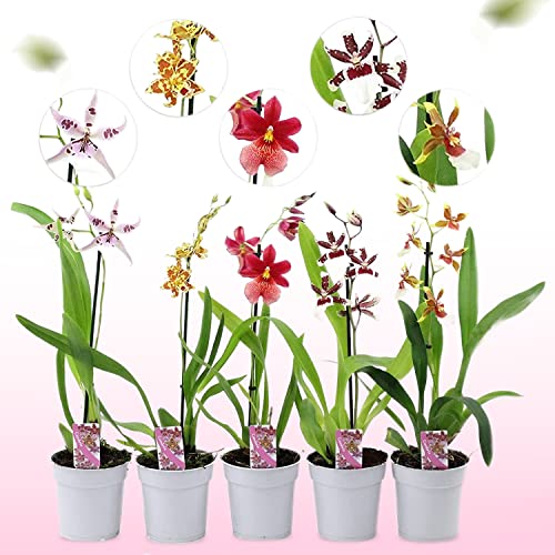 Vere orchidee Cambria, 5 grandi piante da interno alte 30-40 cm, co...